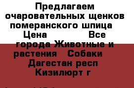 Предлагаем очаровательных щенков померанского шпица › Цена ­ 15 000 - Все города Животные и растения » Собаки   . Дагестан респ.,Кизилюрт г.